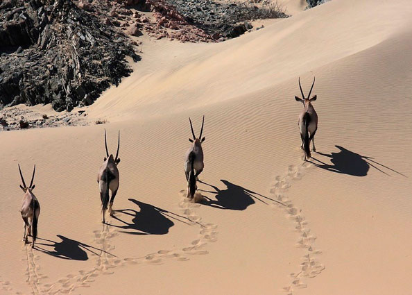 Oryx dans les dunes sur la cote des squelettes, région isolée de la Namibie.  Photo: Omanda Desert & Wildlife Tours